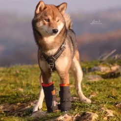 Allpha THERMO+ Guêtres Chiens & Chats Best