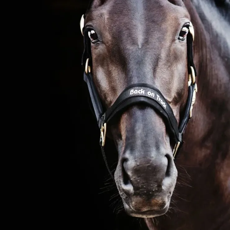 Back on Track Licol Werano Noir Outlet