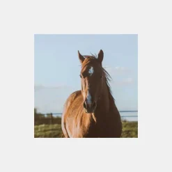 Coproscopie Cheval Outlet