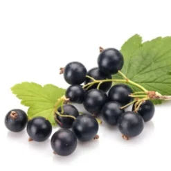 Horse Remedy Macérat de Cassis Best