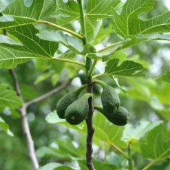 Horse Remedy Macérat de Figuier New