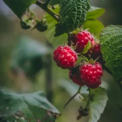 Horse Remedy Macérat de Framboisier